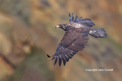 Bald-Eagle;Eagle;Flying-Bird;Haliaeetus-leucocephalus;Photography;action;active;